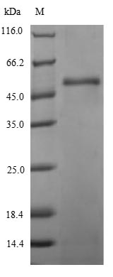 Bacterial HLGB protein