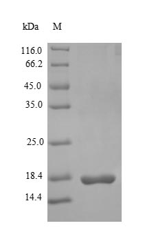 Rat GLP1R protein