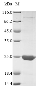 Bacterial Angiotensinogen protein
