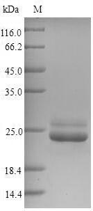 Mouse BAS1 protein