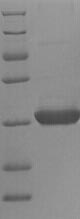 Mouse BAS1 protein