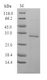Human EGFP protein