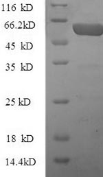 Mouse CTGF protein