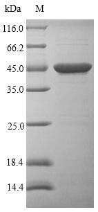 Bacterial P46 protein