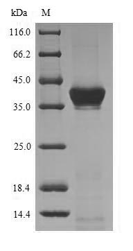 Bacterial CLFA protein