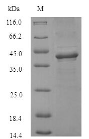 Bacterial CLFA protein