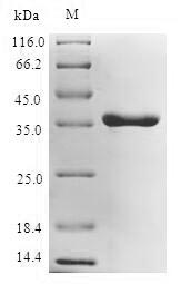 E. coli LPXC protein