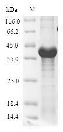 E. coli LPXC protein