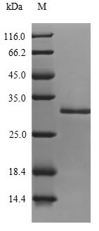Bacterial ENTH protein