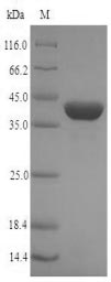 Human ORF2 protein