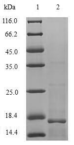 Human UL111A protein