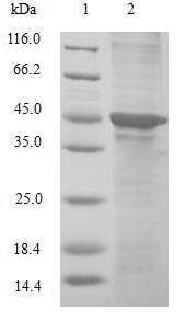 Human CIRBP protein
