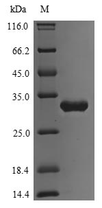 E. coli PHOP protein