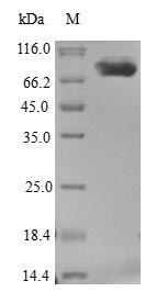 E. coli HTPG protein