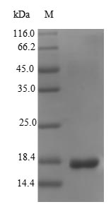 E. coli FANC protein