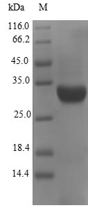E. coli FANC protein
