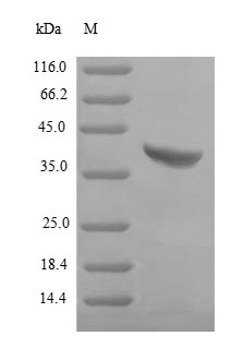 Bacterial HLGB protein