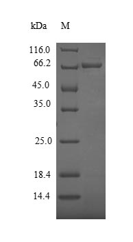 Plant Pectate lyase 1 protein