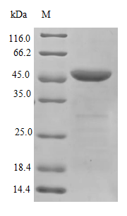 Human HNRNPA2B1 protein