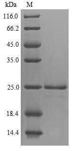 Plant Endochitinase protein