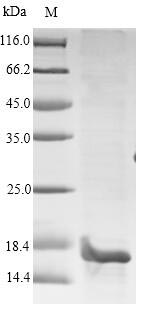 Human PIP protein