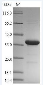 Bacterial HRP1 protein