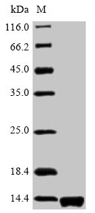 Bacterial PRGJ protein