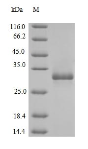 E. coli PHOP protein
