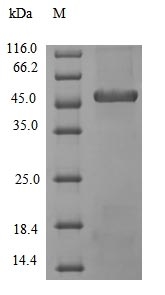 Bacterial APR protein