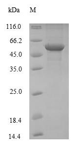 Mouse ENO1 protein