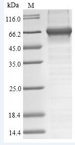 Jellyfish Toxin CfTX-1 protein
