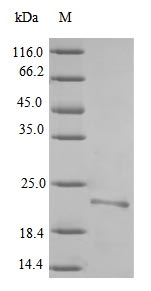 Bacterial CAF1 protein