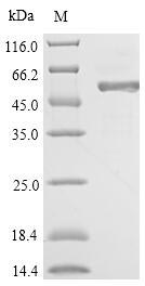 Fungi 6GAL protein