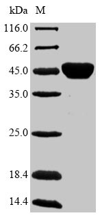 Bacterial FBPB protein