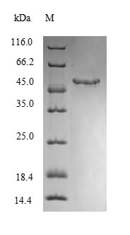 Mouse MGLL protein