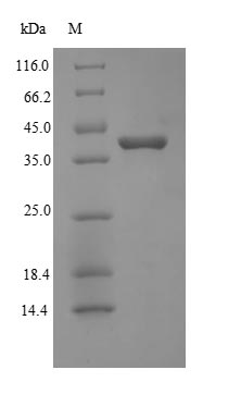 Human WNT2 protein