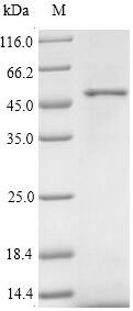 Human WNT2 protein