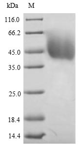 Mouse DLAT protein