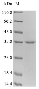 Mouse CTLA4 protein