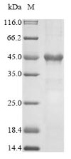 Human FXN protein