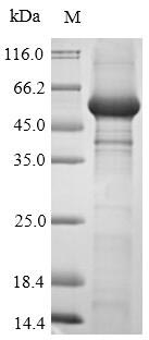 Human USP7 protein