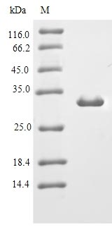Mouse JCHAIN protein