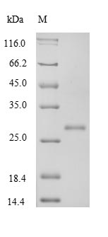 Rat TGF beta 1 protein
