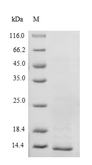Mouse Transthyretin protein