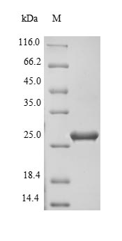 Bacterial ENTC2 protein