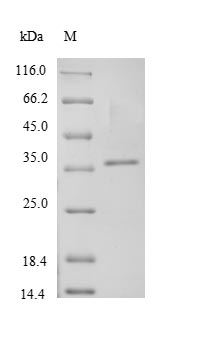 Bacterial CLFA protein