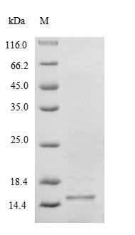 Human SELM protein
