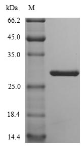 Mouse NID1 protein