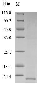 Human SFTPB protein
