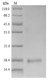 Mouse LY6C1 protein